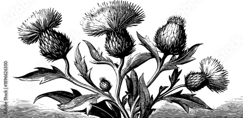 Vintage botanical engraving of field sow thistle from 19th century