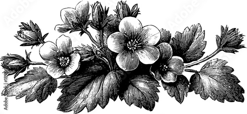 Vintage 19th century botanical engraving of field speedwell flowers