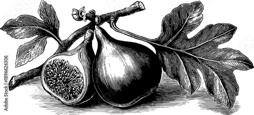 Elegant botanical fig fruit illustration for culinary design and vintage art decor