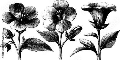 Vintage 19th century botanical engraving of field speedwell wildflowers for retro design