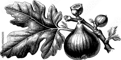 Vintage botanical illustration of fig fruit and leaves for culinary and design use