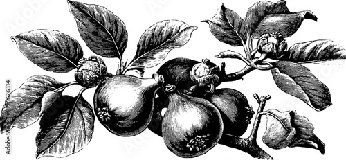 Vintage botanical illustration of fig fruit for culinary design and decoration