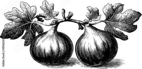 Vintage botanical fig fruit illustration for culinary and design use
