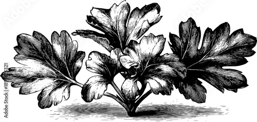 Fig leaf lobed structure: vintage botanical engraving from the 19th century