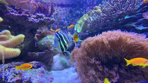 Colorful tropical moorish idol fish swimming among corals in a vibrant saltwater aquarium underwater scene