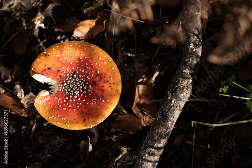 Foto fly agaric mushroom