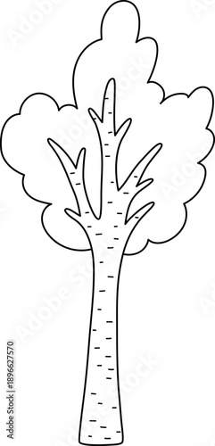 Vector black and white birch tree icon isolated on white background. Garden or forest line plant with twigs and leaves. Natural greenery illustration, coloring page