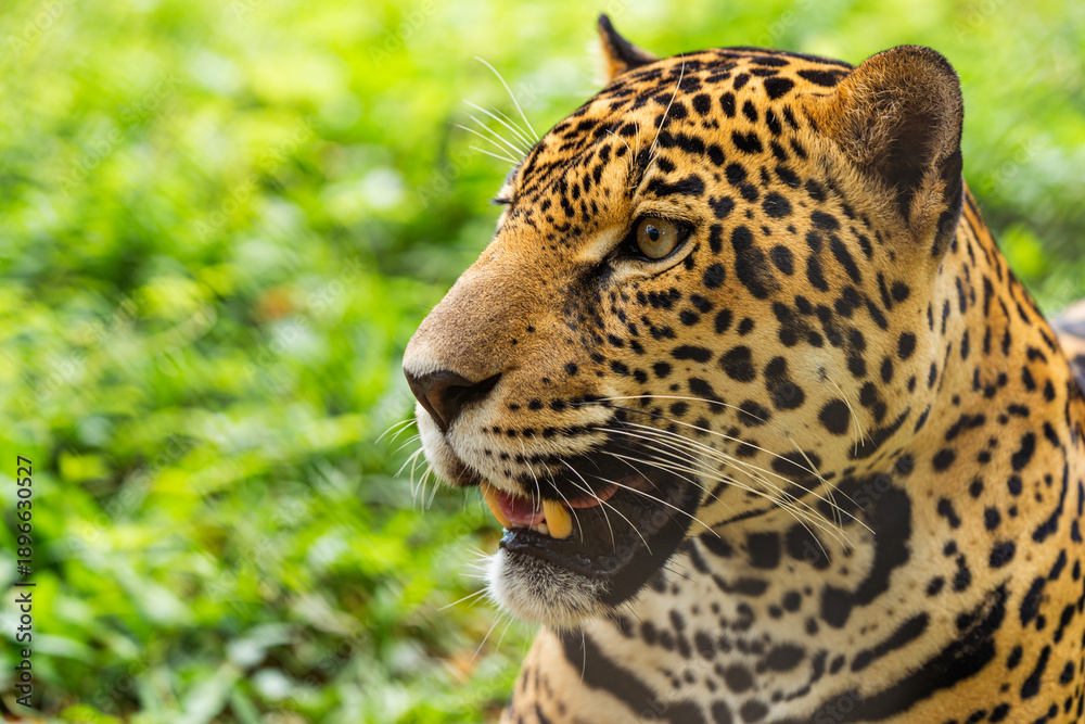 Fototapeta premium Jaguar head shot portrait showing spotted fur