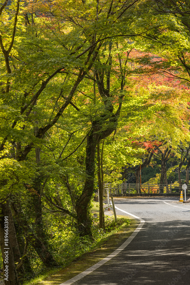 Naklejka premium 日本 岡山県総社市の高梁川支流槙谷川の上流にある豪渓の紅葉