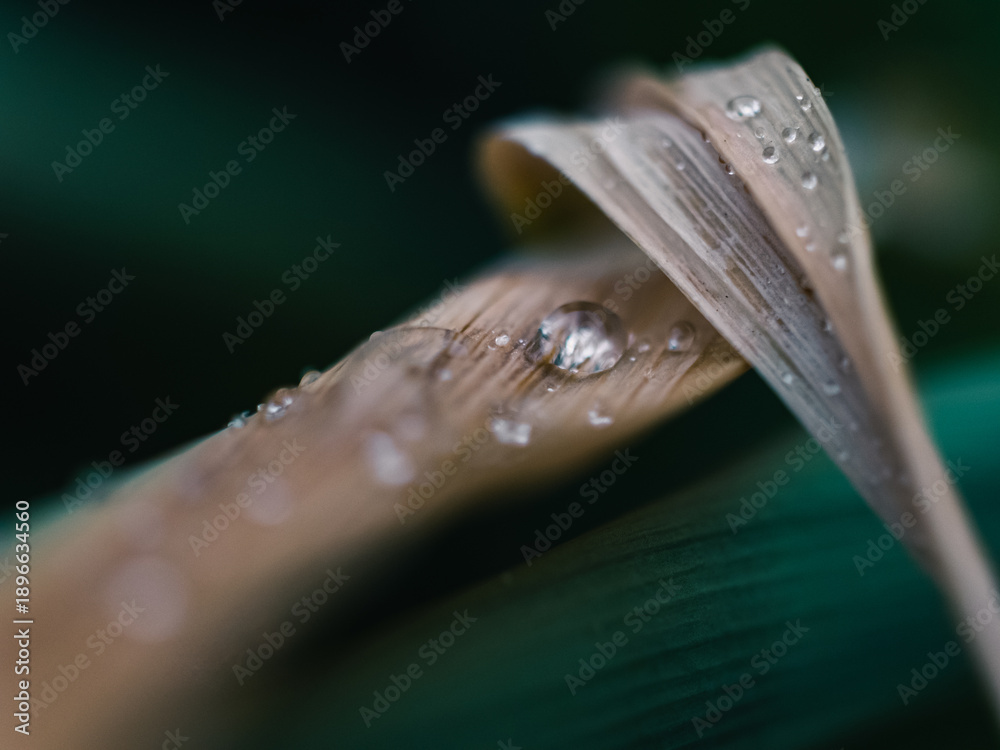 custom made wallpaper toronto digitalwater drops on a leaf