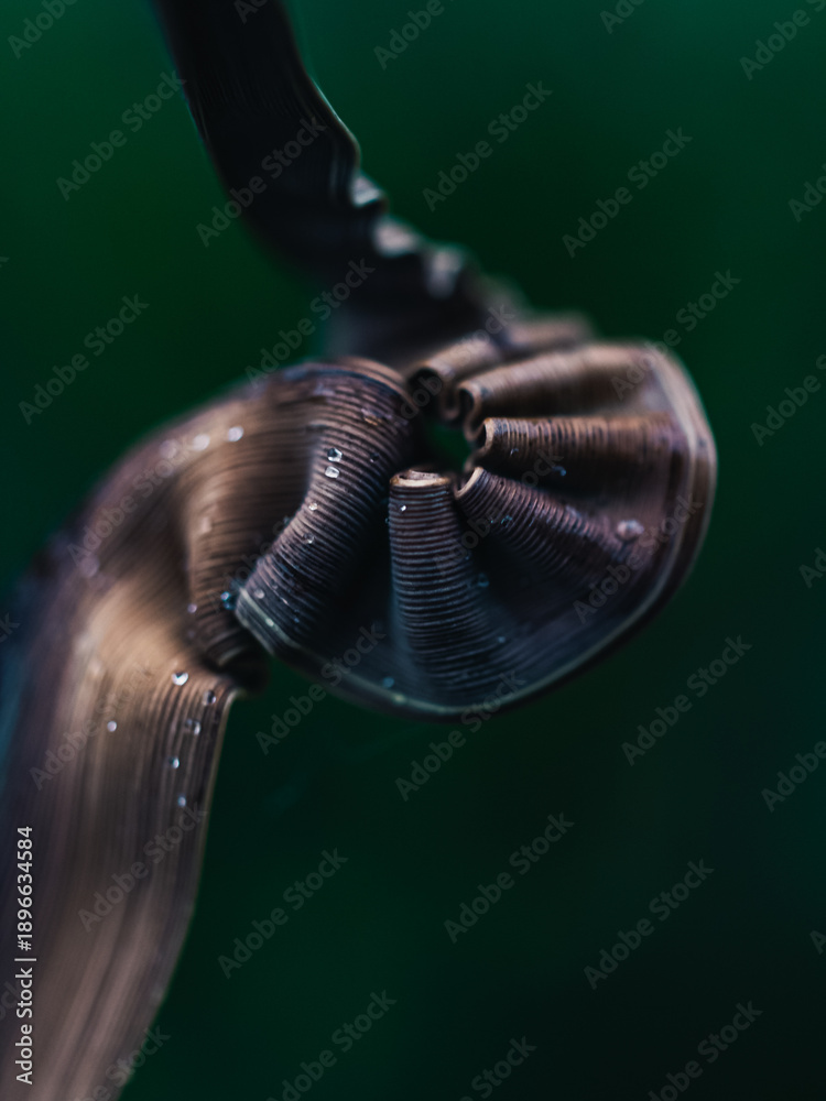 custom made wallpaper toronto digitalPlant foliage