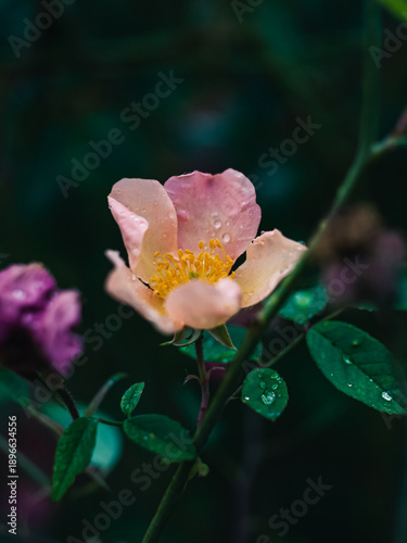 Wallpaper Mural pink rose in the garden Torontodigital.ca