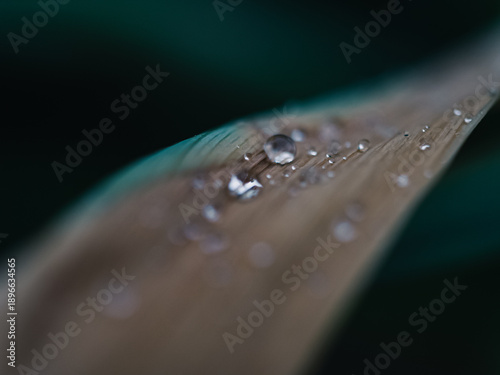 Wallpaper Mural water drop on a leaf Torontodigital.ca