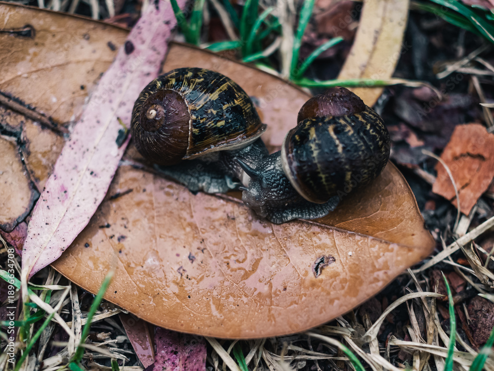 custom made wallpaper toronto digitalSnails on a leaf