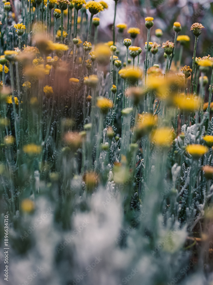 custom made wallpaper toronto digitalPlants in the garden