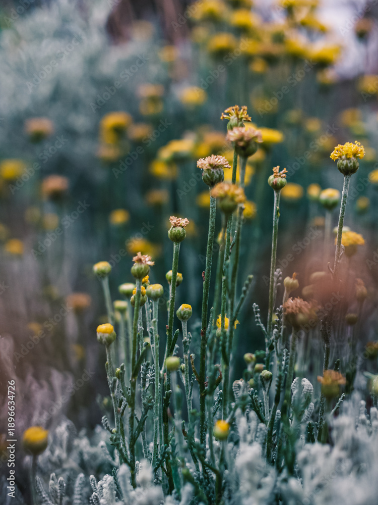 custom made wallpaper toronto digitalPlants in the garden