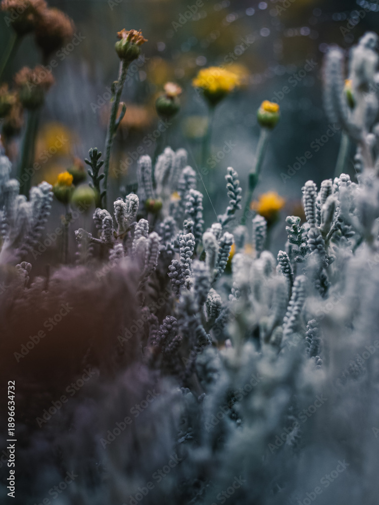 custom made wallpaper toronto digitalPlants in the garden