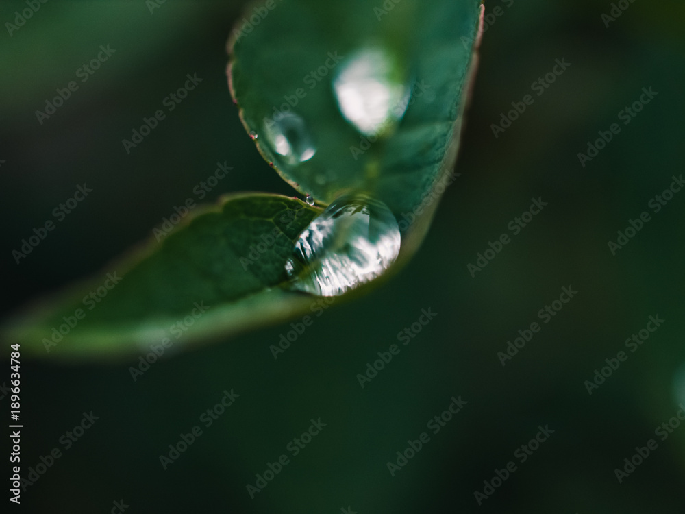 custom made wallpaper toronto digitalwater drop on leaf