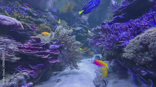 Colorful tropical fish swimming in a vibrant saltwater aquarium underwater scene