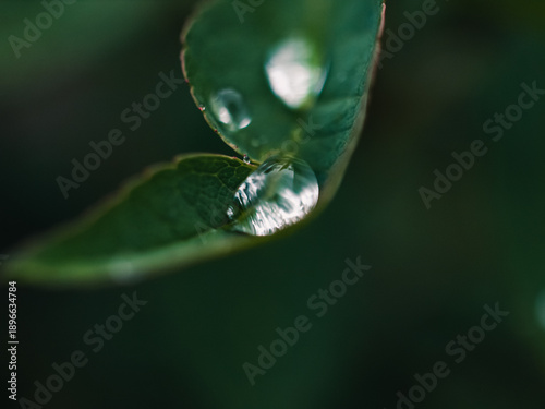 Wallpaper Mural water drop on leaf Torontodigital.ca