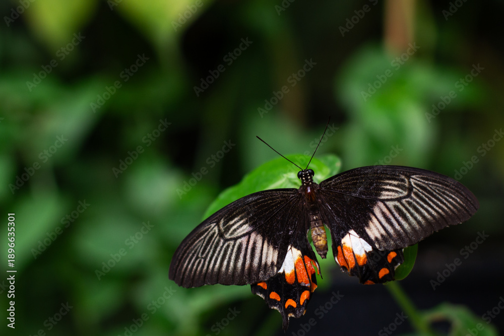 Fototapeta premium Stunning papilio butterfly showing wing patterns and details in wild forest