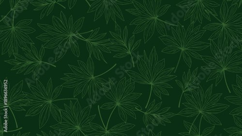 Close up of a green plant with delicate leaves and stems.