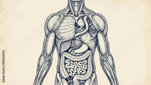 Detailed anatomical illustration of the human digestive system.