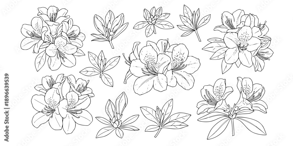Naklejka premium Set of azalea outline vector illustration line art coloring book page 