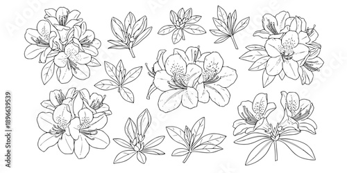 Set of azalea outline vector illustration line art coloring book page

