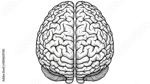 Detailed Human Brain Anatomy Illustration for Medical and Educational Use.