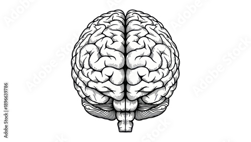 Detailed Human Brain Anatomy Illustration for Medical and Science Concepts.