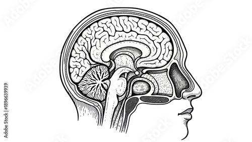 Detailed illustration of a human brain in profile view.