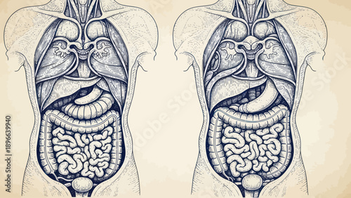 Detailed Human Torso Anatomy Diagram with Internal Organs.