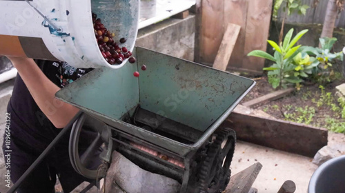 Fresh coffee cherries being poured into a processing machine at a small farm, showing traditional coffee production and agricultural workflow.
