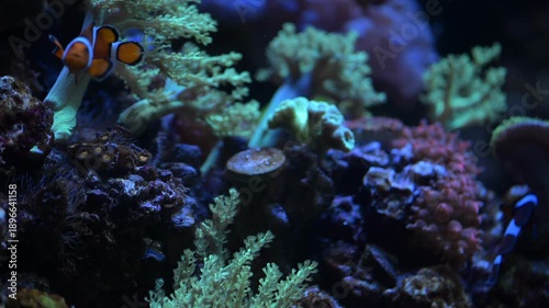 Clownfish swim among coral in a vibrant reef habitat during the afternoon in an aquarium setting