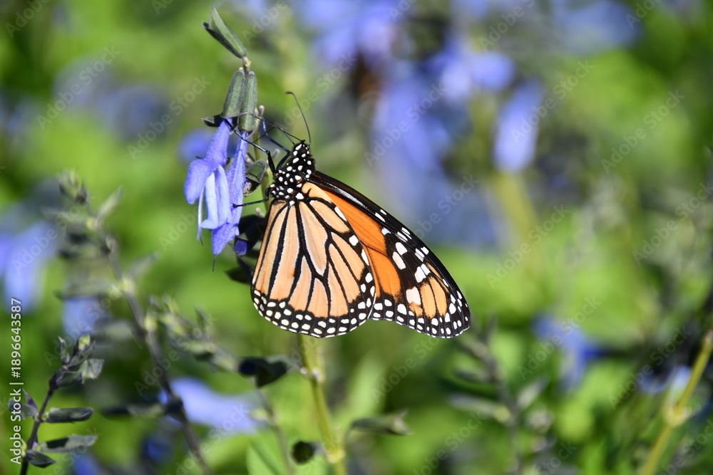 Obraz premium Monarch Butterfly Clinging to Blue Salvia Plant