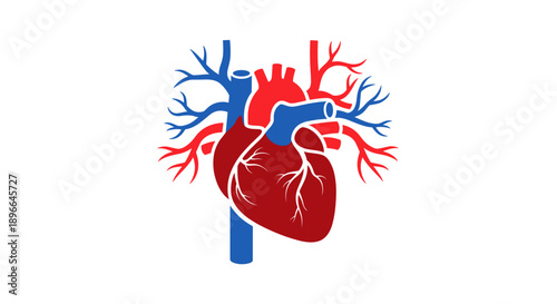 Human Heart Anatomy Illustration with Arteries.