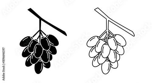 Black and white grape cluster illustration Vector