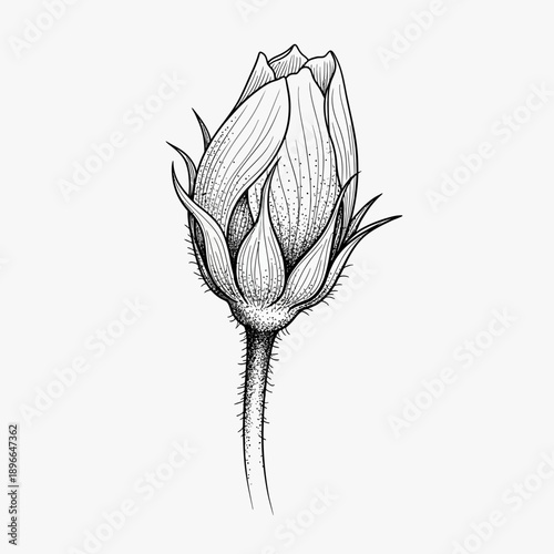 Detailed Rose Bud Illustration