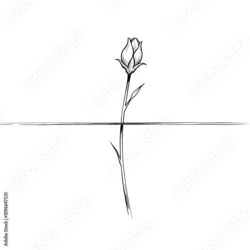 Single rosebud drawing with reflection on white background
