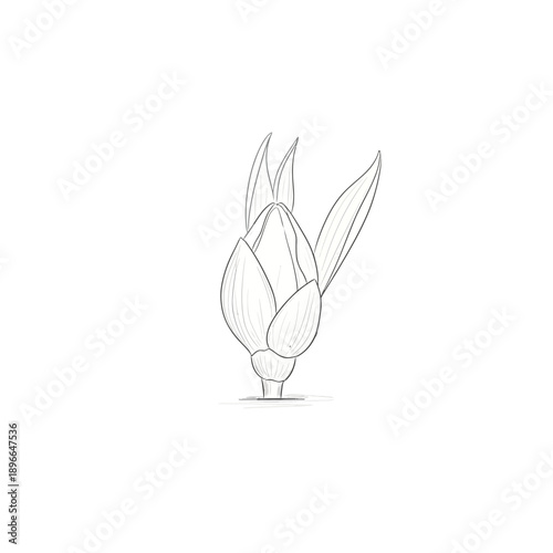 Unopened Flower Bud Sketch with Leaves, Outline Drawing