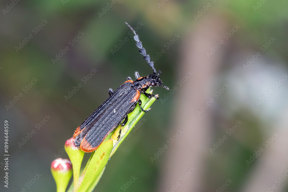 Fototapeta premium Dark Beetle with Orange Tips on Leafy Plant
