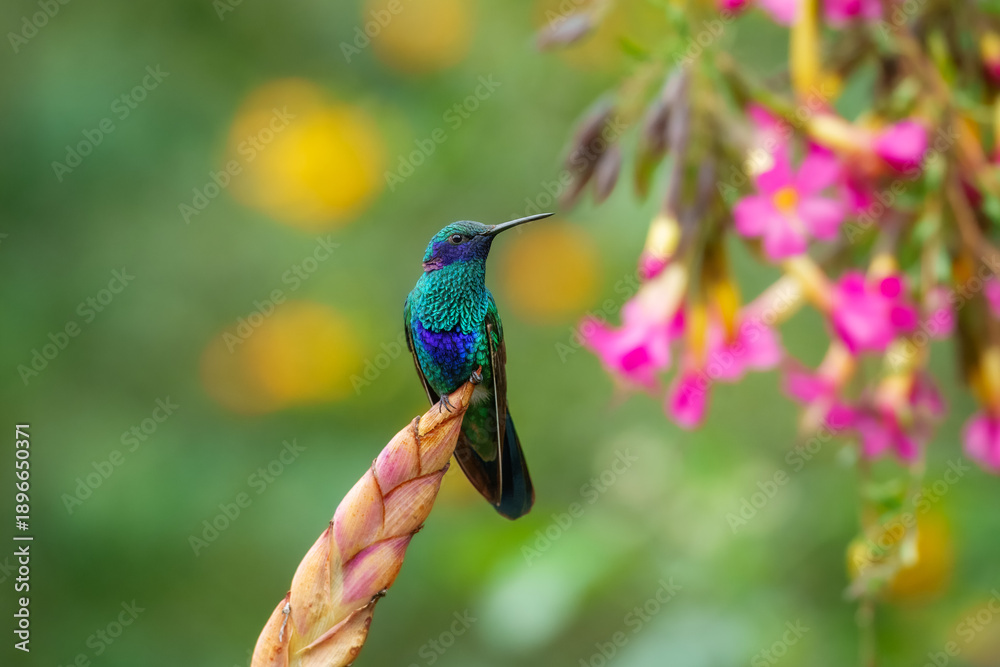 Fototapeta premium A vibrant Sparkling Violetear hummingbird with iridescent green feathers and purple ear patches perched on a branch at the Santuario de colibríes in the Sacred Valley, Peru.