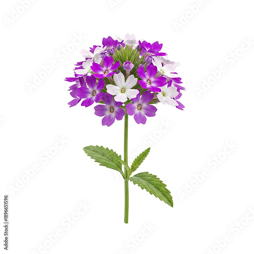 Purple and White Flower Cluster on Green Stem Soft Focus Gradient Background