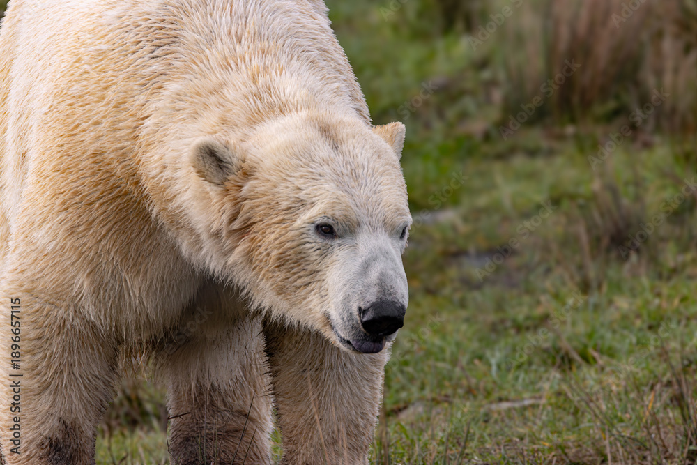 Obraz premium polar bear