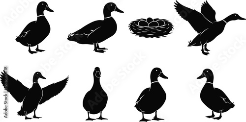 Duck Silhouette Vector Set with Mallard Birds, Flying and Standing Poses, Nest with Eggs, Black Isolated Wildlife Illustrations on White Background for Graphic Design