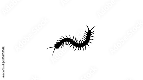 Centipede Insect Silhouette Isolated Graphic