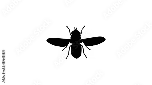 House Fly Insect Silhouette Isolated on White