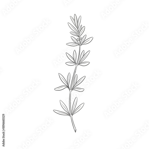 Delicate line drawing of a rosemary sprig with small leaves and a bud
