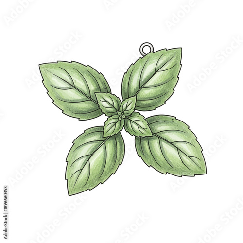 Fresh basil leaf sprig sketch, hand-drawn illustration